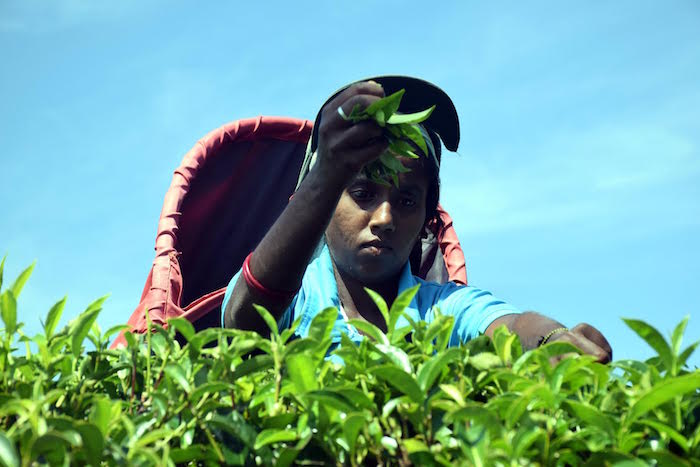 Shashi Kala – a tea worker at the Bearwell tea estate in western Sri Lanka’s Sabaragamuwa province – one of the plantations that has adopted sustainable land management measures to plug draining of its profits. Credit: Stella Paul.