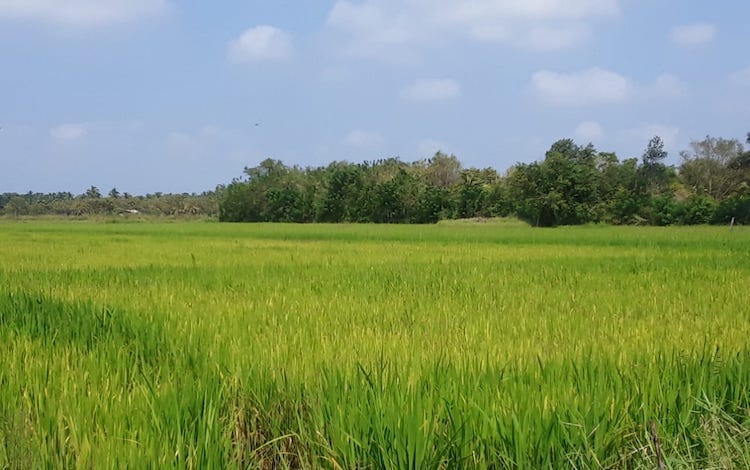 Photo: Paddy field in Polonnaruwa. Credit: L.G. Piyarathna