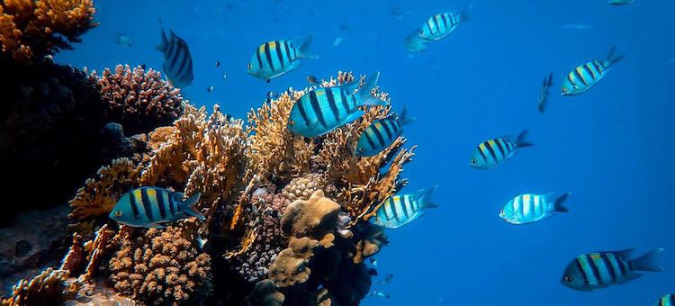 Image: The Red Sea's reef is one of the longest continuous living reefs in the world. © Unsplash/Francesco Ungaro