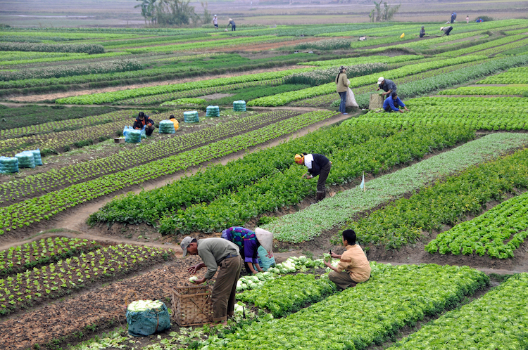 agriculture_in_Vietnam_with.jpg